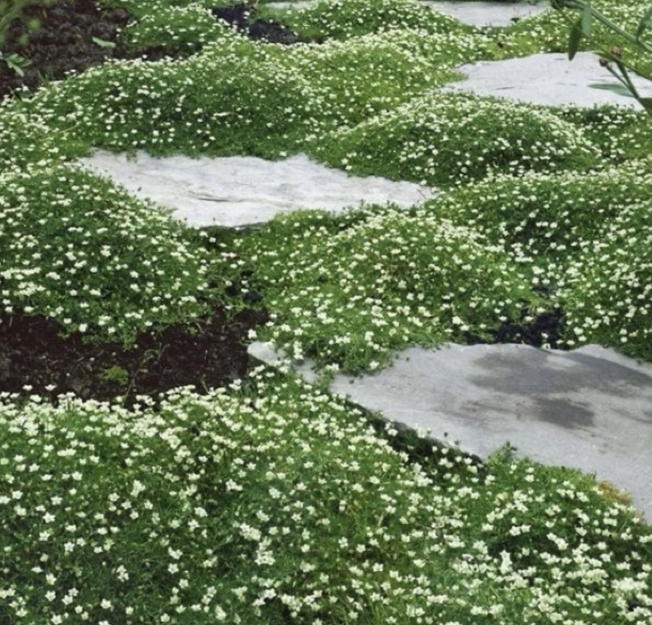 Stone path through white-flowering groundcover
