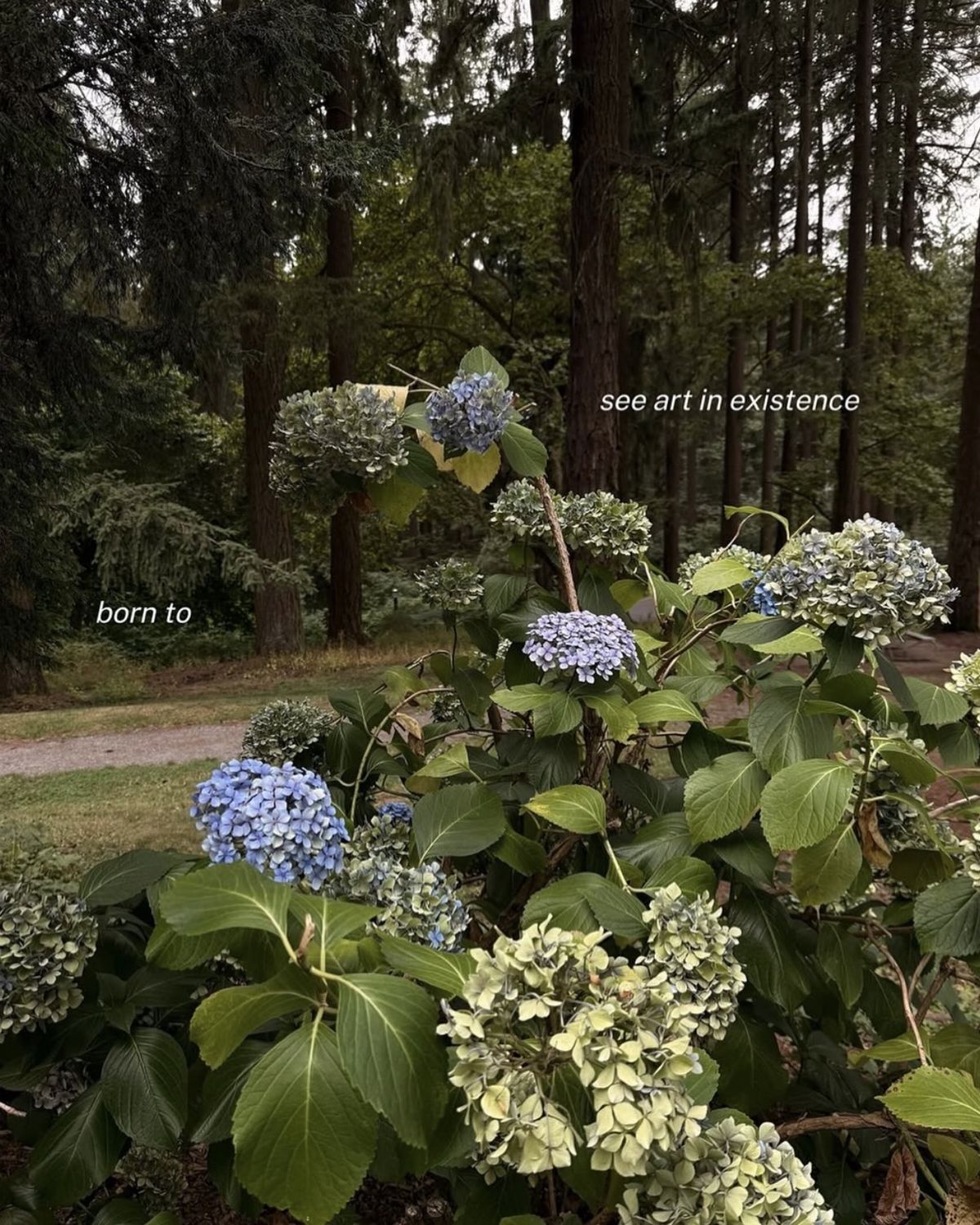 Hydrangeas along a wooded garden path
