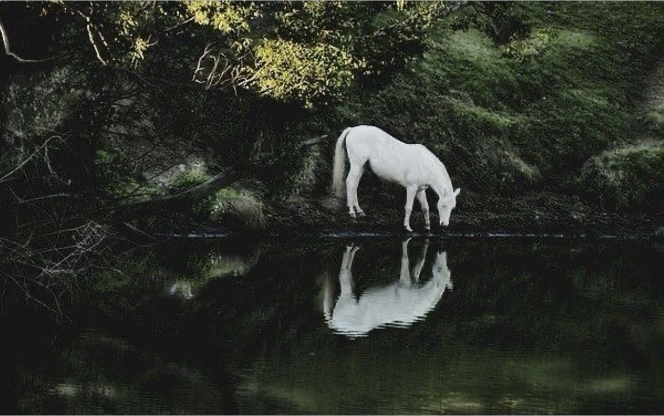 A white horse drinking from a still, dark pond
